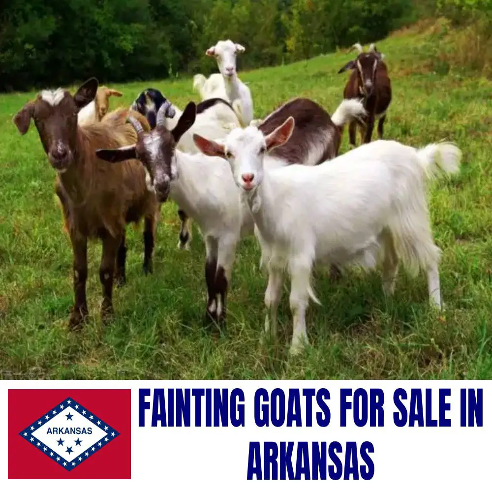Fainting Goats for Sale in Arkansas: Current Directory of Fainting Goat Breeders in Arkansas