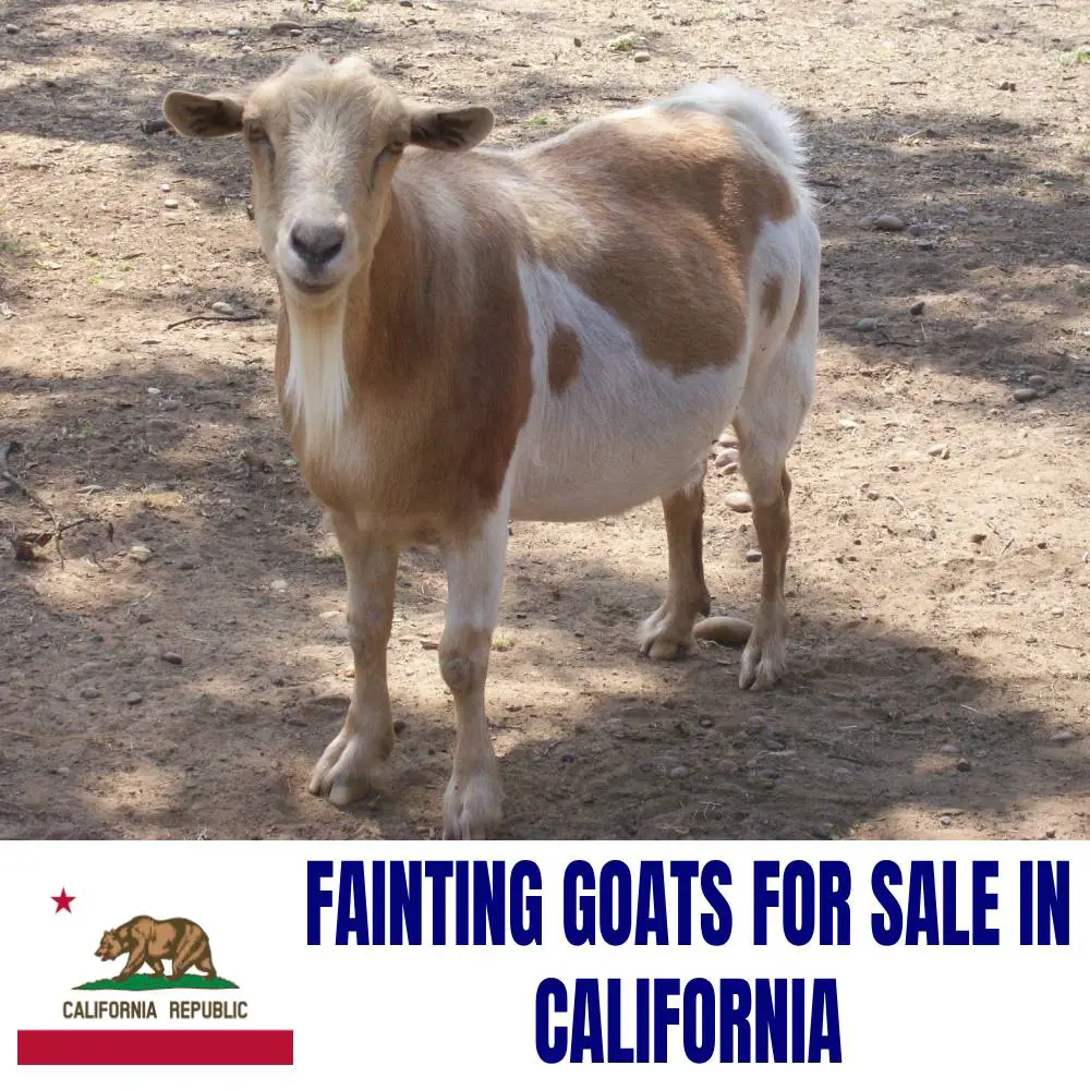 Fainting Goats for Sale in California: Current Directory of Fainting Goat Breeders in California