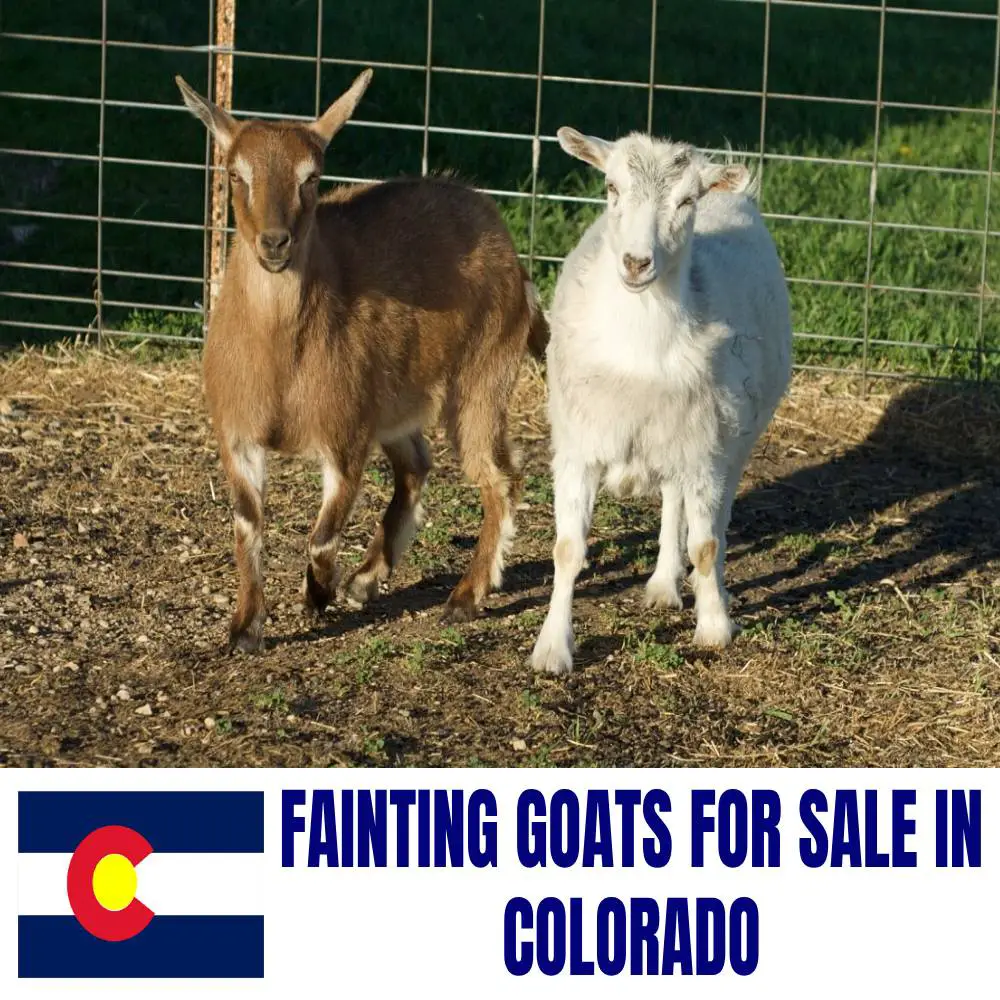 Fainting Goats for Sale in Colorado: Current Directory of Fainting Goat Breeders in Colorado