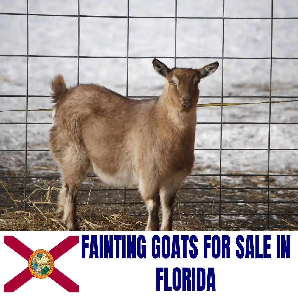 Fainting Goats for Sale in Florida: Current Directory of Fainting Goat Breeders in Florida