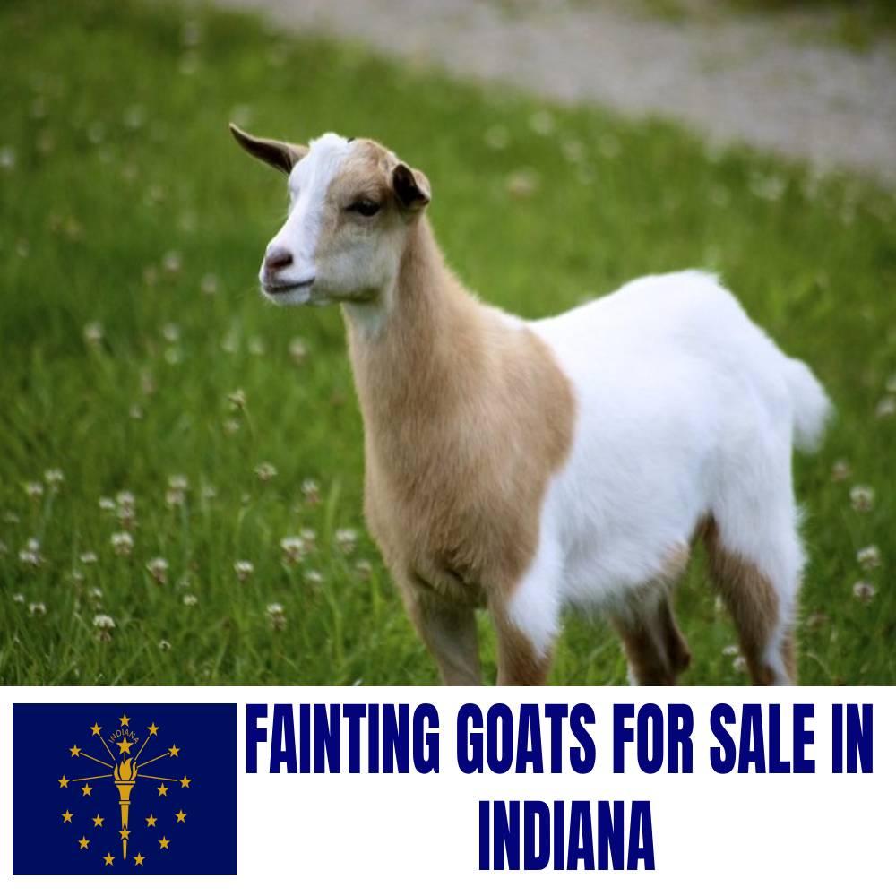 Fainting Goats for Sale in Indiana: Current Directory of Fainting Goat Breeders in Indiana