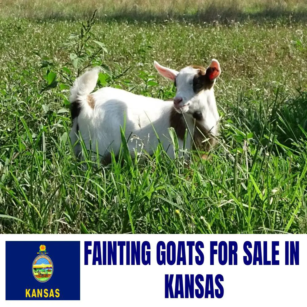 Fainting Goats for Sale in Kansas: Current Directory of Fainting Goat Breeders in Kansas