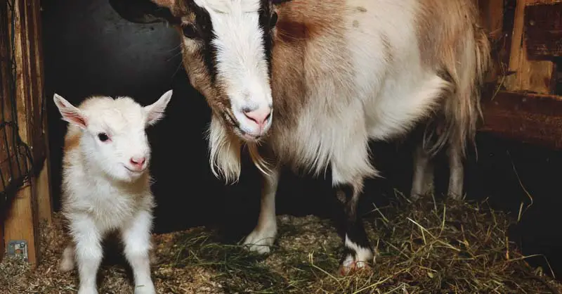 First Time Goat Kidding: Supply List, Kidding Signs, After Care & More