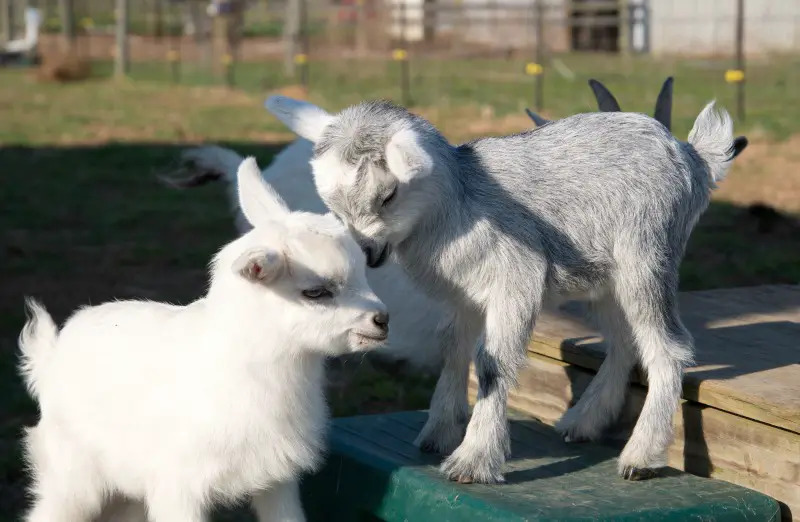 Goats for Pets