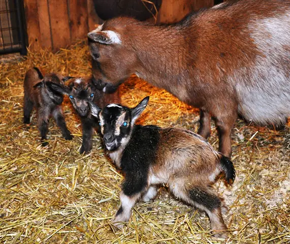 Goat Kidding Supplies:  How to Assemble Your Goat Kidding Kit