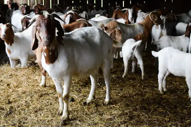 goat ranching business plan