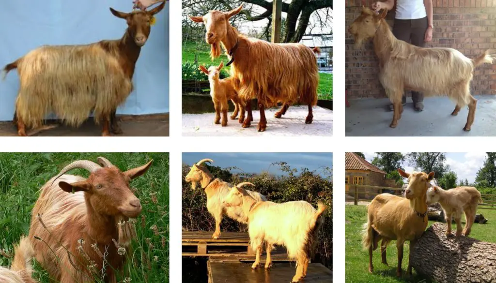 Milk Goat Breeds