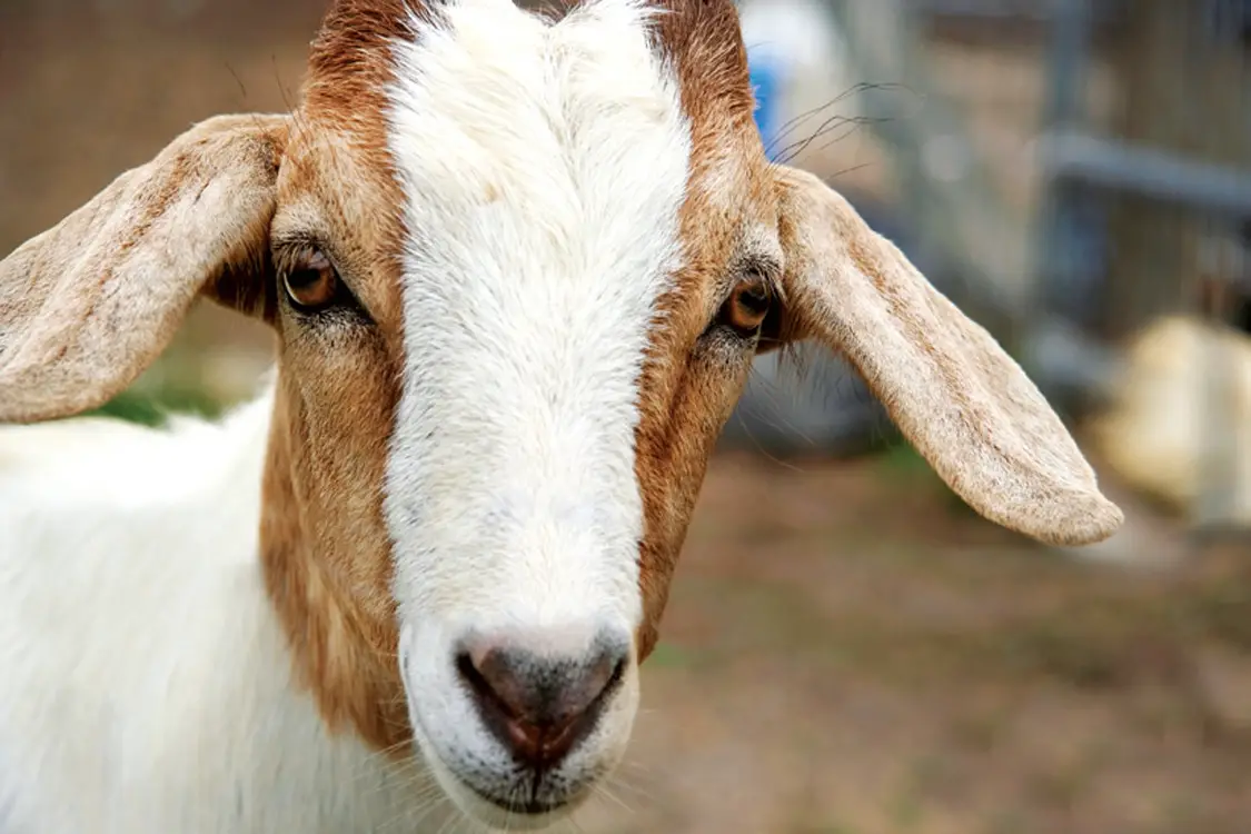 Pink Eye in Goats: Complete Treatment Guide