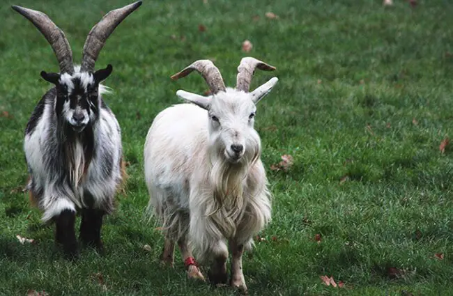 Breeds of Meat Goats