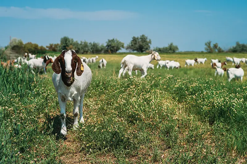 Raising Meat goats for profit