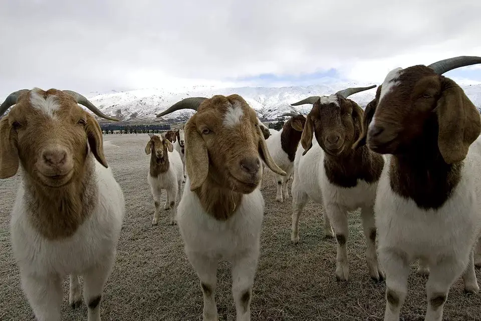 Raising meat goats for profit