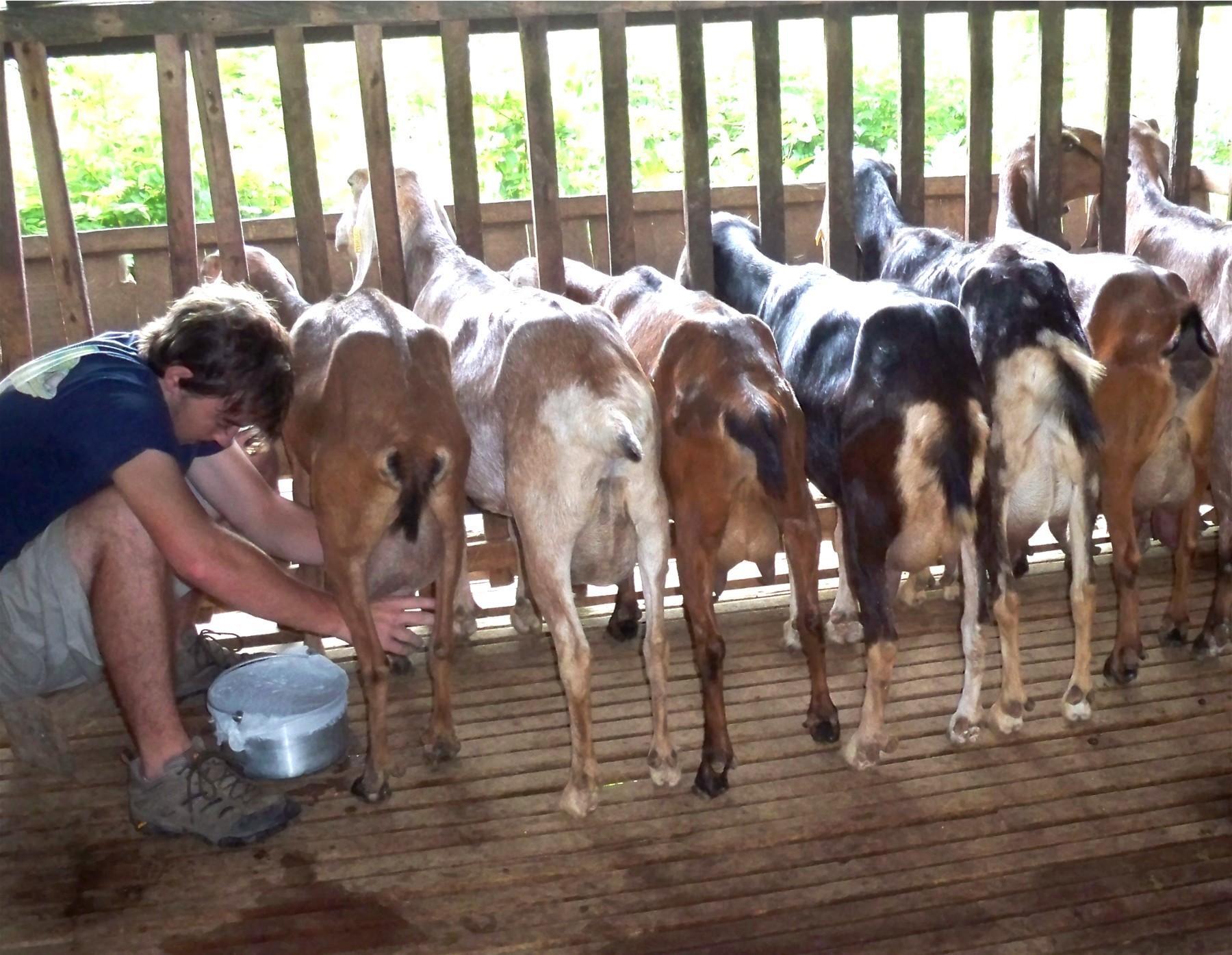Why Raise Goats? Pros & Cons, Costs, How to Get Started & More