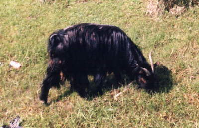 Zhiwulin Black goat