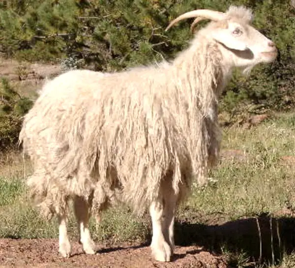 Zhongwei Goat