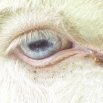 anemia in goats