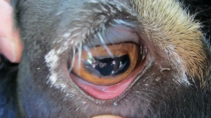Bottle jaw in goats caused by anemia