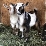 Nigerian Dwarf Goats for Sale