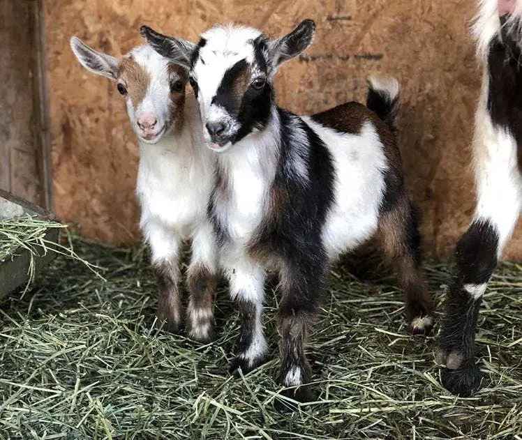 Nigerian Dwarf Goats for Sale near me