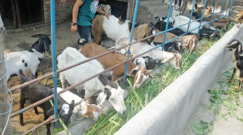 Goat Farming Business Plan:  Plans for Starting a Meat Goat or Dairy Goat Farm