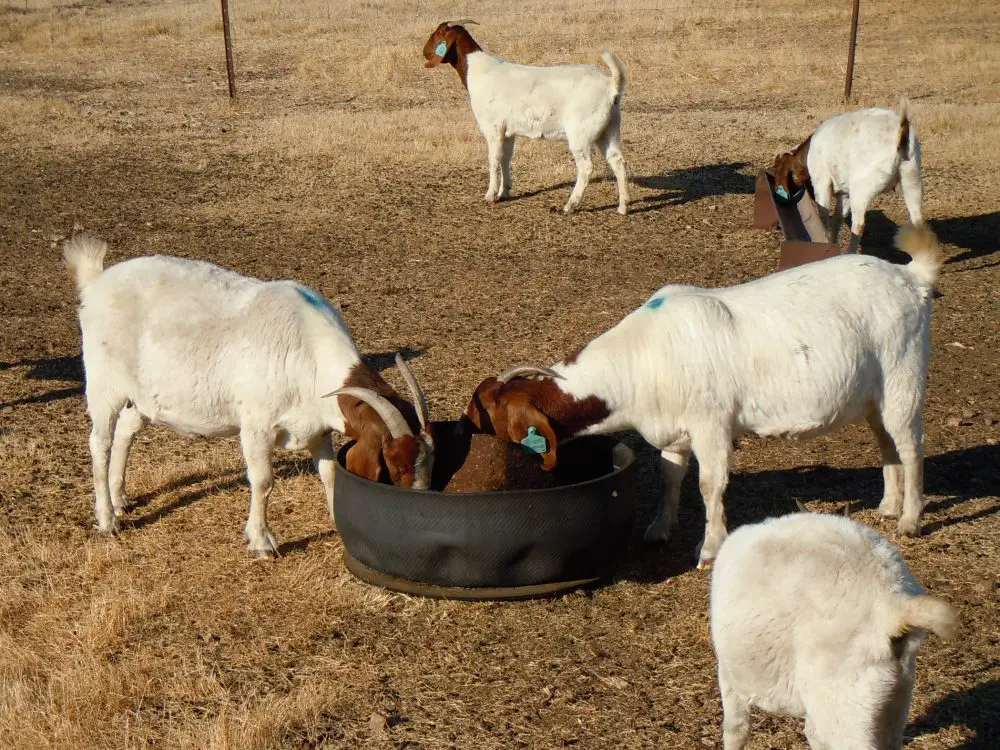 Boer Goats for Sale Near Me: Directory of US Breeders + Tips for Buying Your First Boer Goat(s)