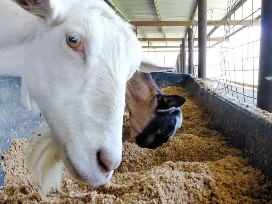 Goat Feed & Goat Feeders