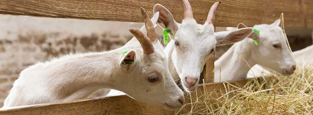 deworming goats
