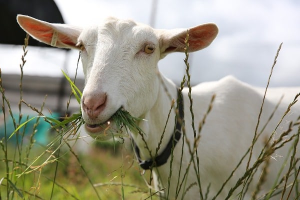 White Goat eating grasses in field