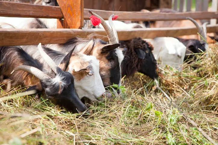 Goat Feed & Goat Feeders