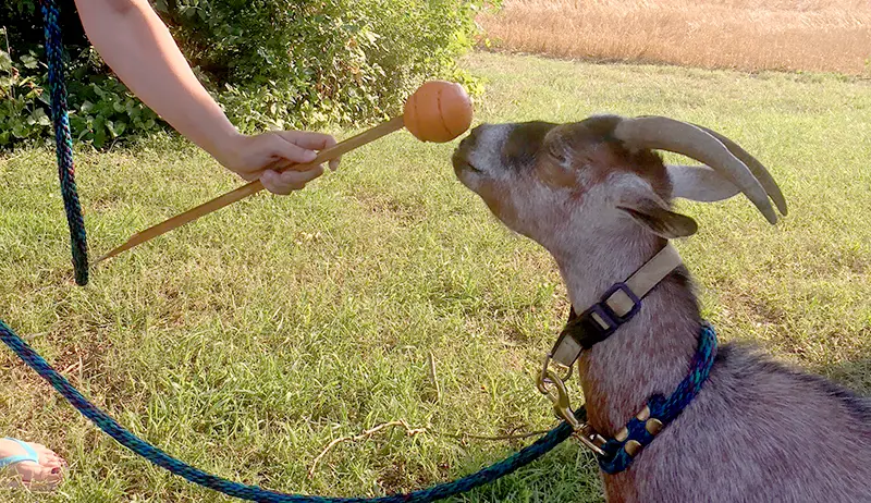 Show Goat Supplies:  Everything You Need for a Goat Show