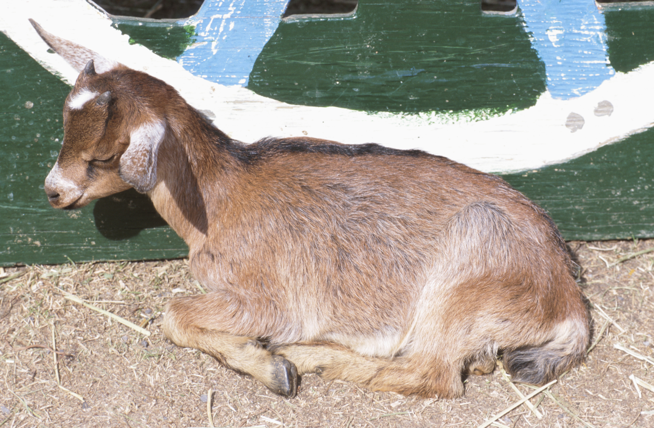 Scours in Goats