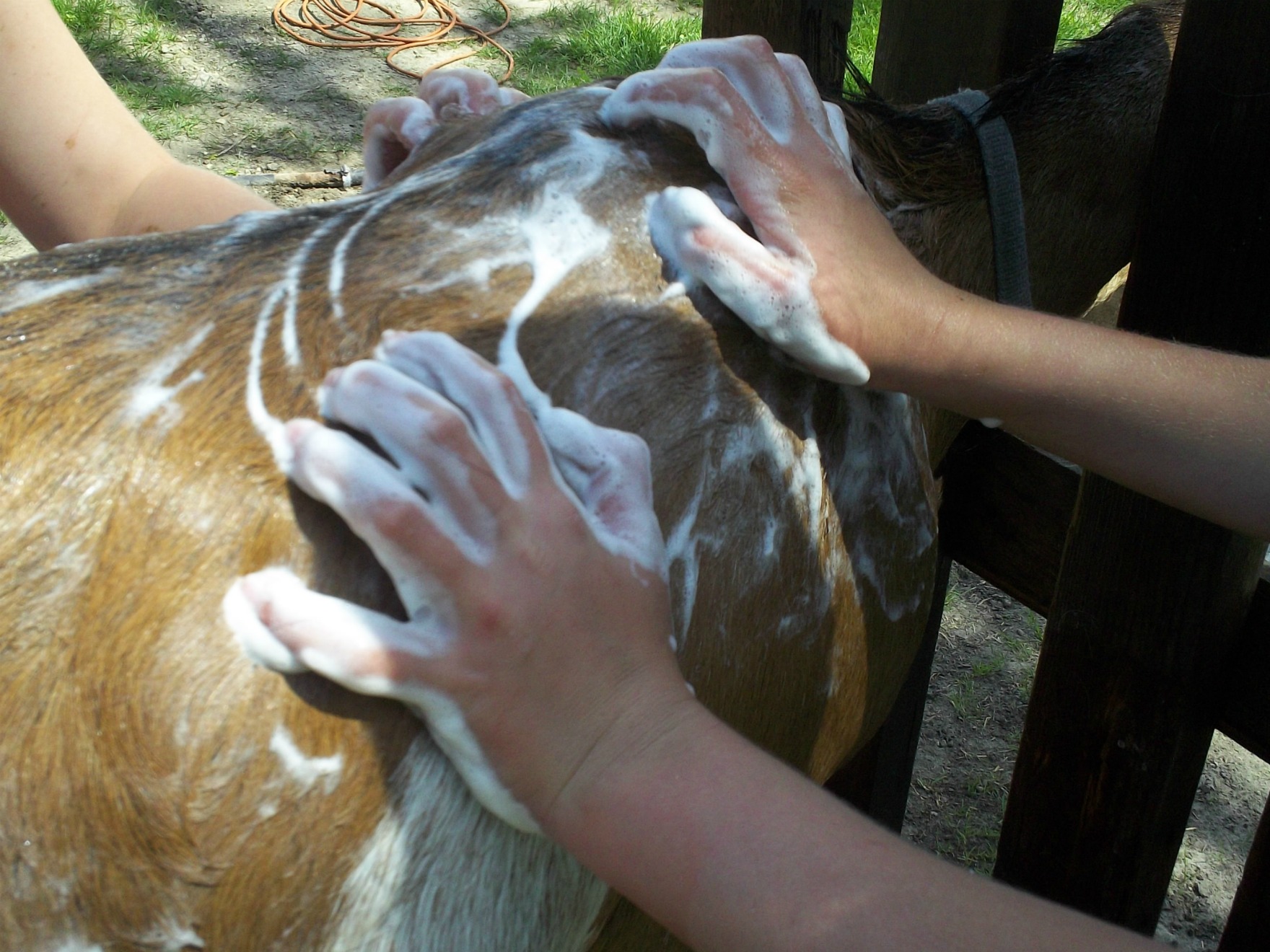 Goat Grooming Supplies