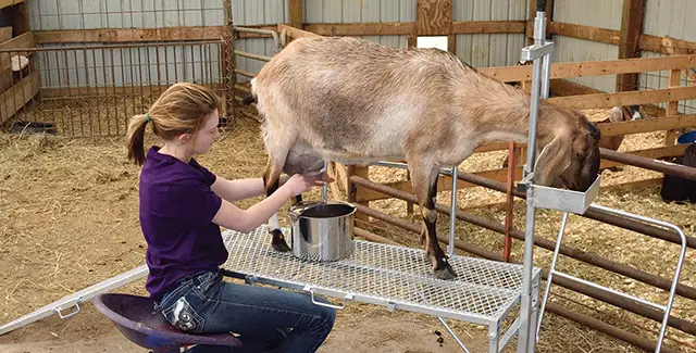 Woman milking a goat while the goat eats