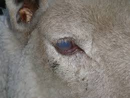 Pink Eye in Goats