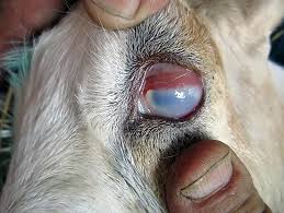 Pink Eye in Goats