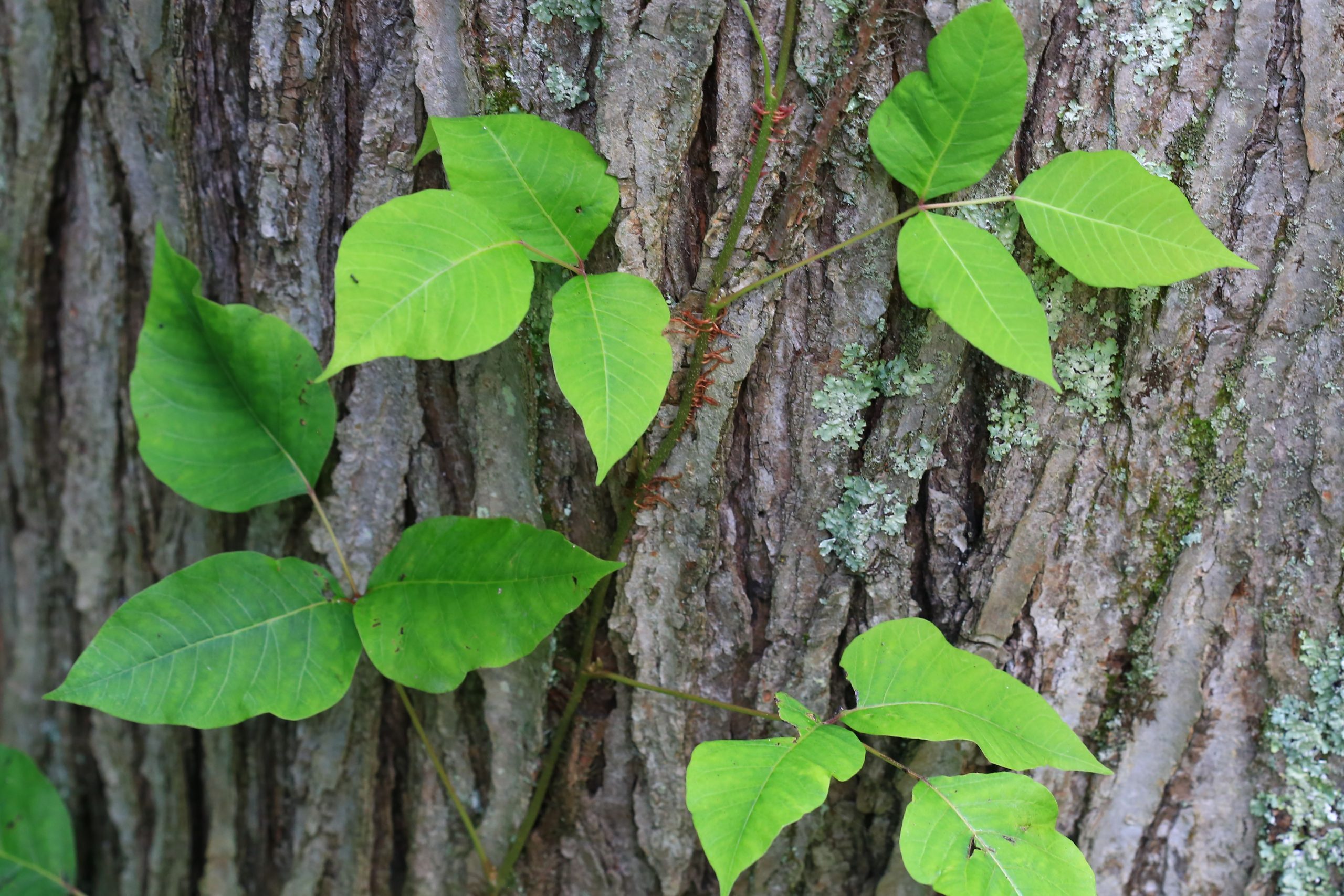 Poison ivy on tree