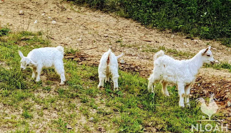 Raising Pygora Goats