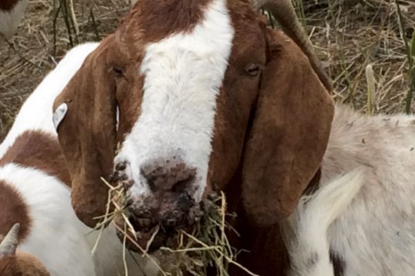 Sore Mouth in Goats: Causes & Treatments - Boer Goat Profits Guide