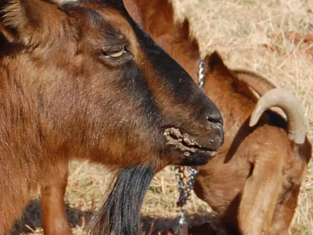Sore Mouth in Goats