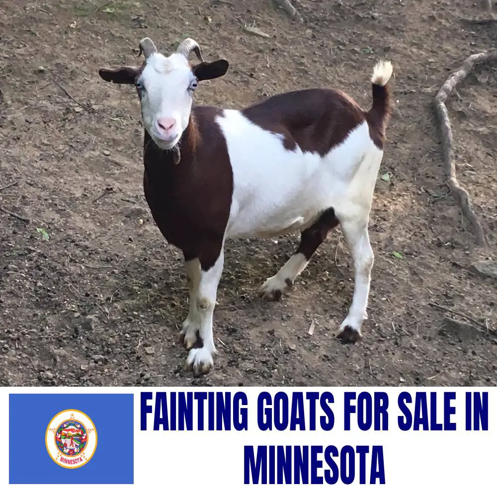 Fainting Goats for Sale in Minnesota: Current Directory of Fainting Goat Breeders in Minnesota