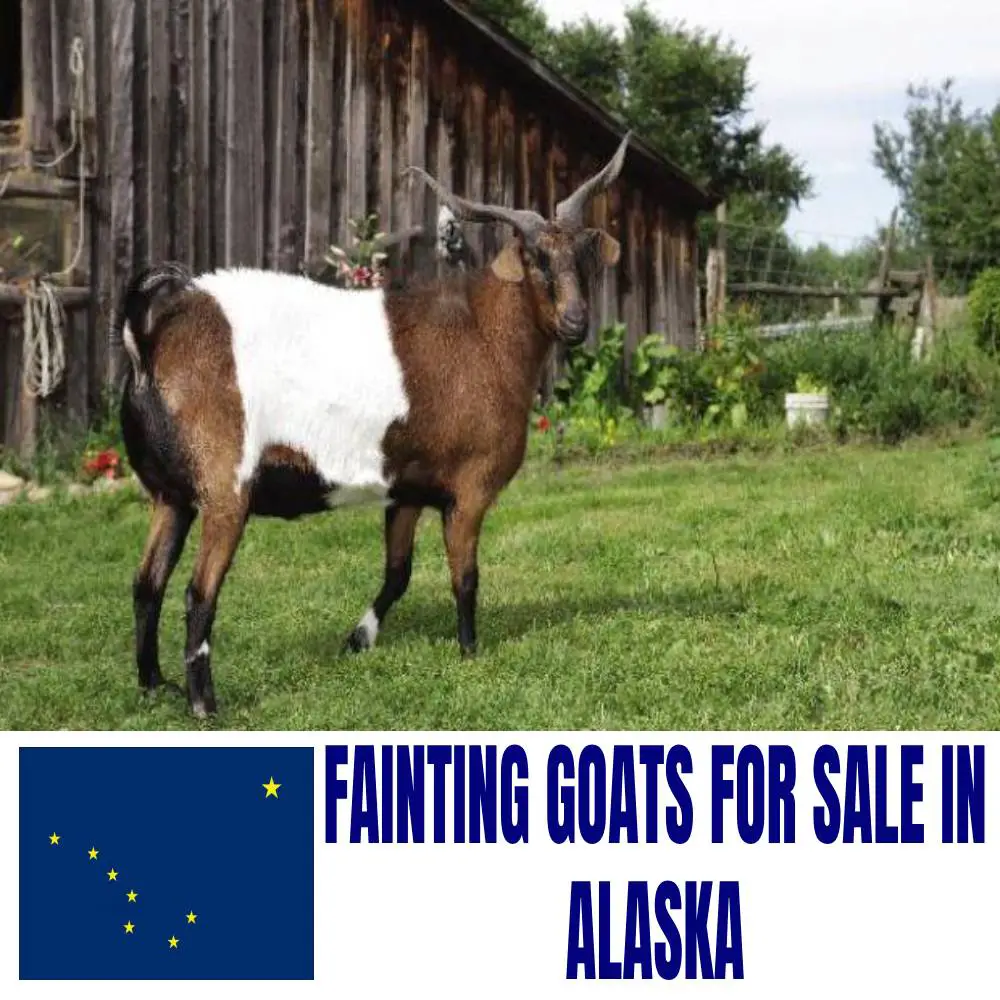 Fainting Goats for Sale in Alaska: Current Directory of Fainting Goat Breeders in Alaska