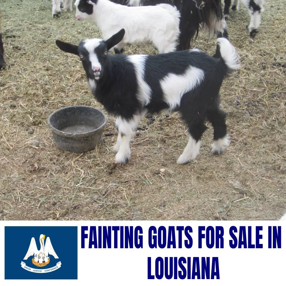 Fainting Goats for Sale in Louisiana: Current Directory of Fainting Goat Breeders in Louisiana