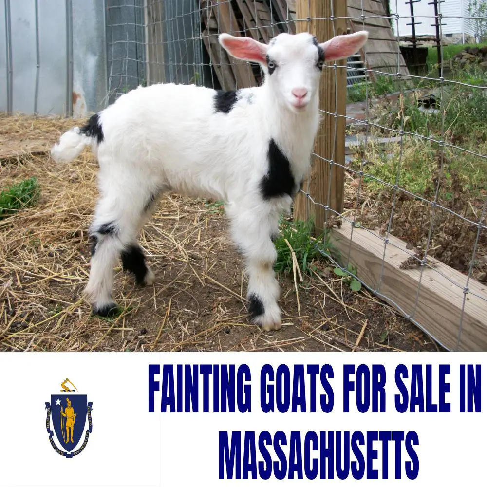 Fainting Goats for Sale in Massachusetts: Current Directory of Fainting Goat Breeders in Massachusetts