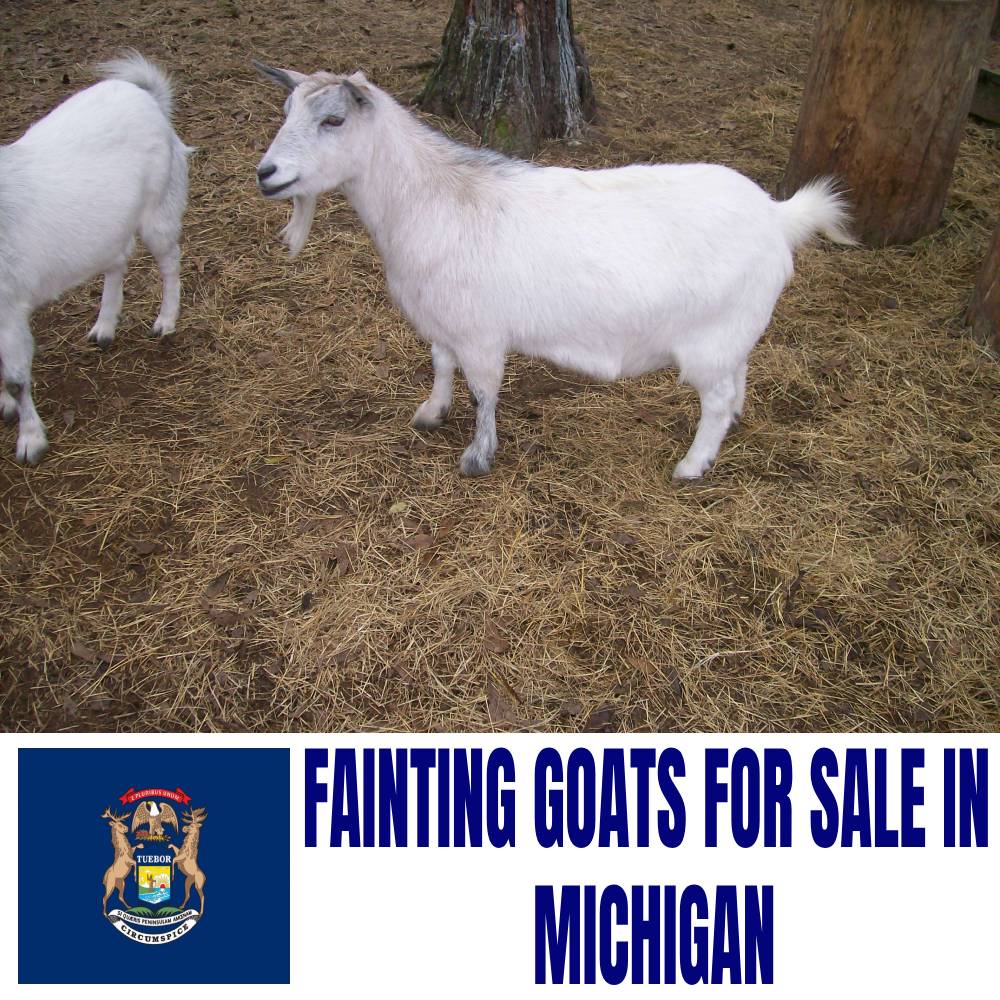 Fainting Goats for Sale in Michigan: Current Directory of Fainting Goat Breeders in Michigan