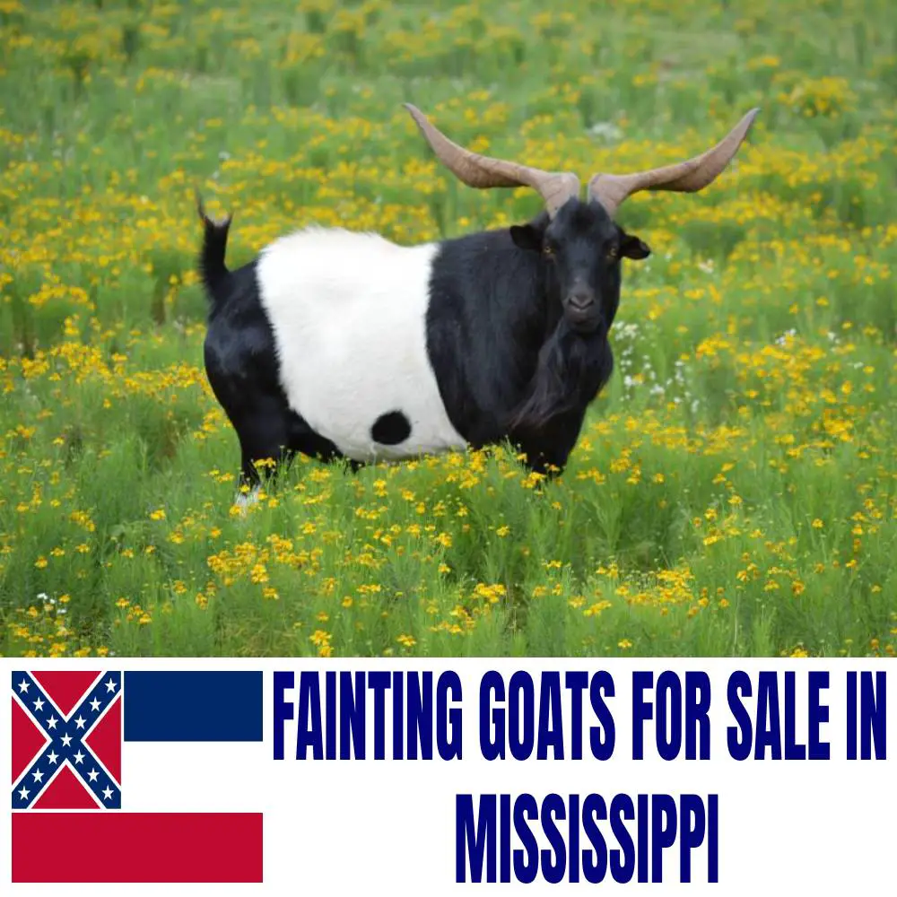 Fainting Goats for Sale in Mississippi: Current Directory of Fainting Goat Breeders in Mississippi