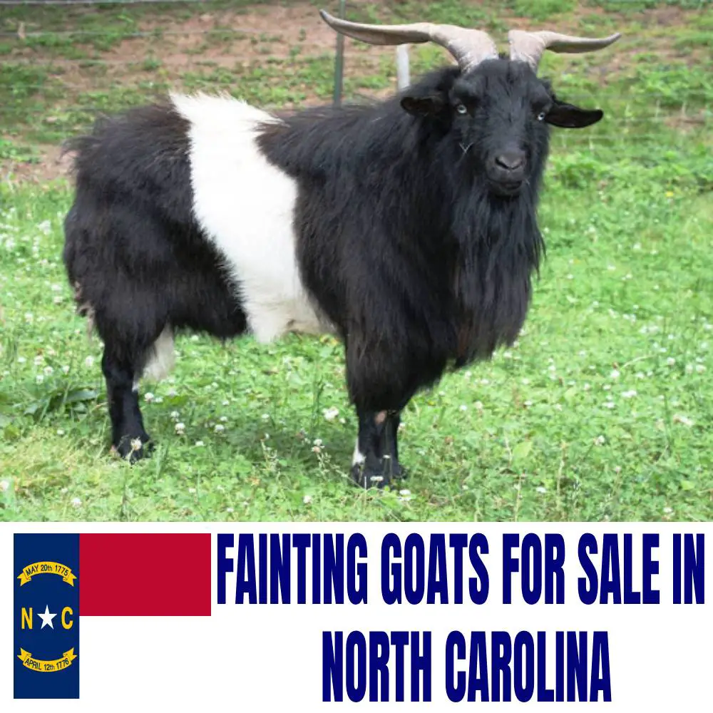 Fainting Goats for Sale in North Carolina: Current Directory of Fainting Goat Breeders in North Carolina