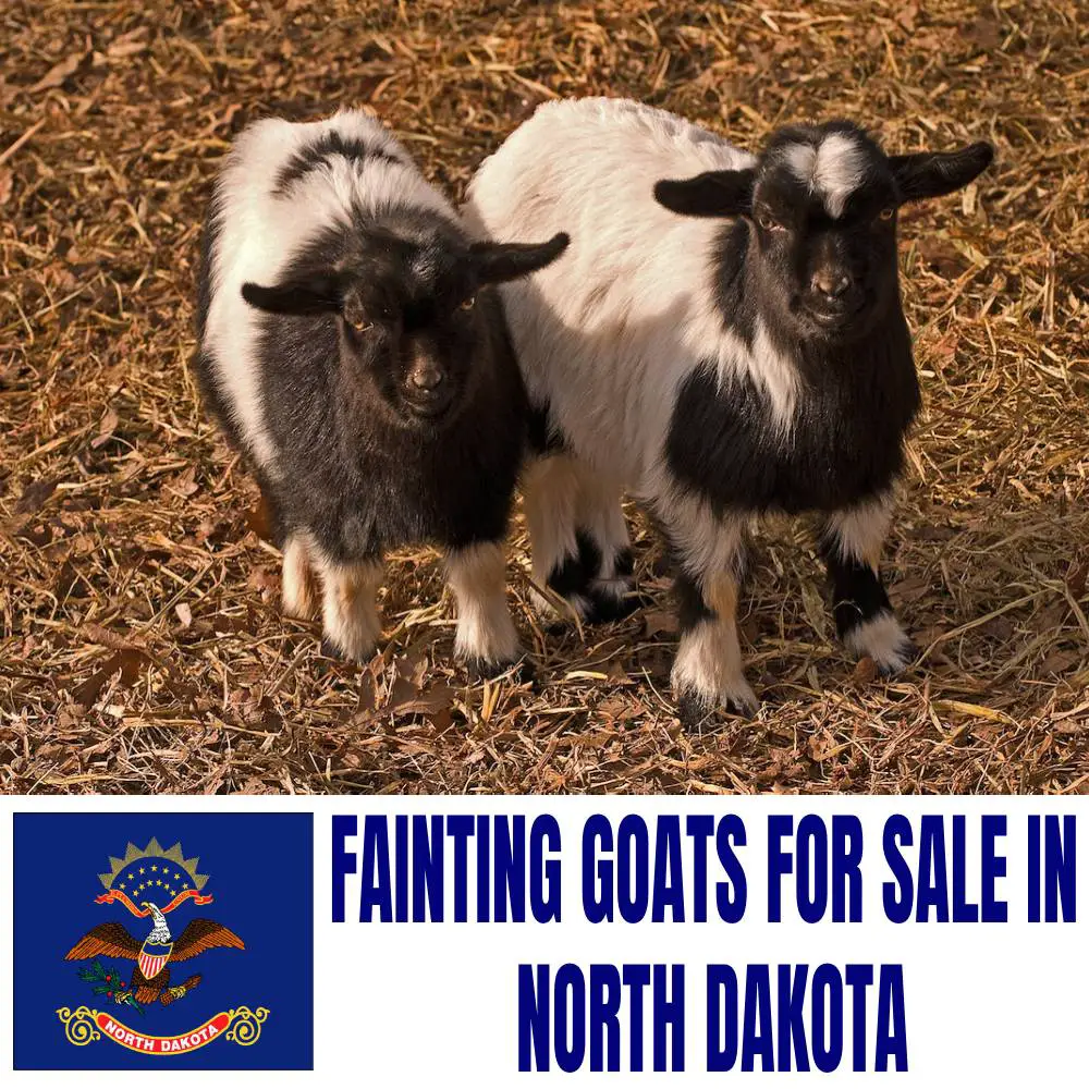 Fainting Goats for Sale in North Dakota: Current Directory of Fainting Goat Breeders in North Dakota