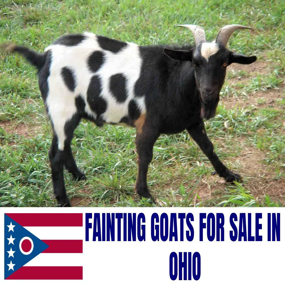 Fainting Goats for Sale in Ohio: Current Directory of Fainting Goat Breeders in Ohio