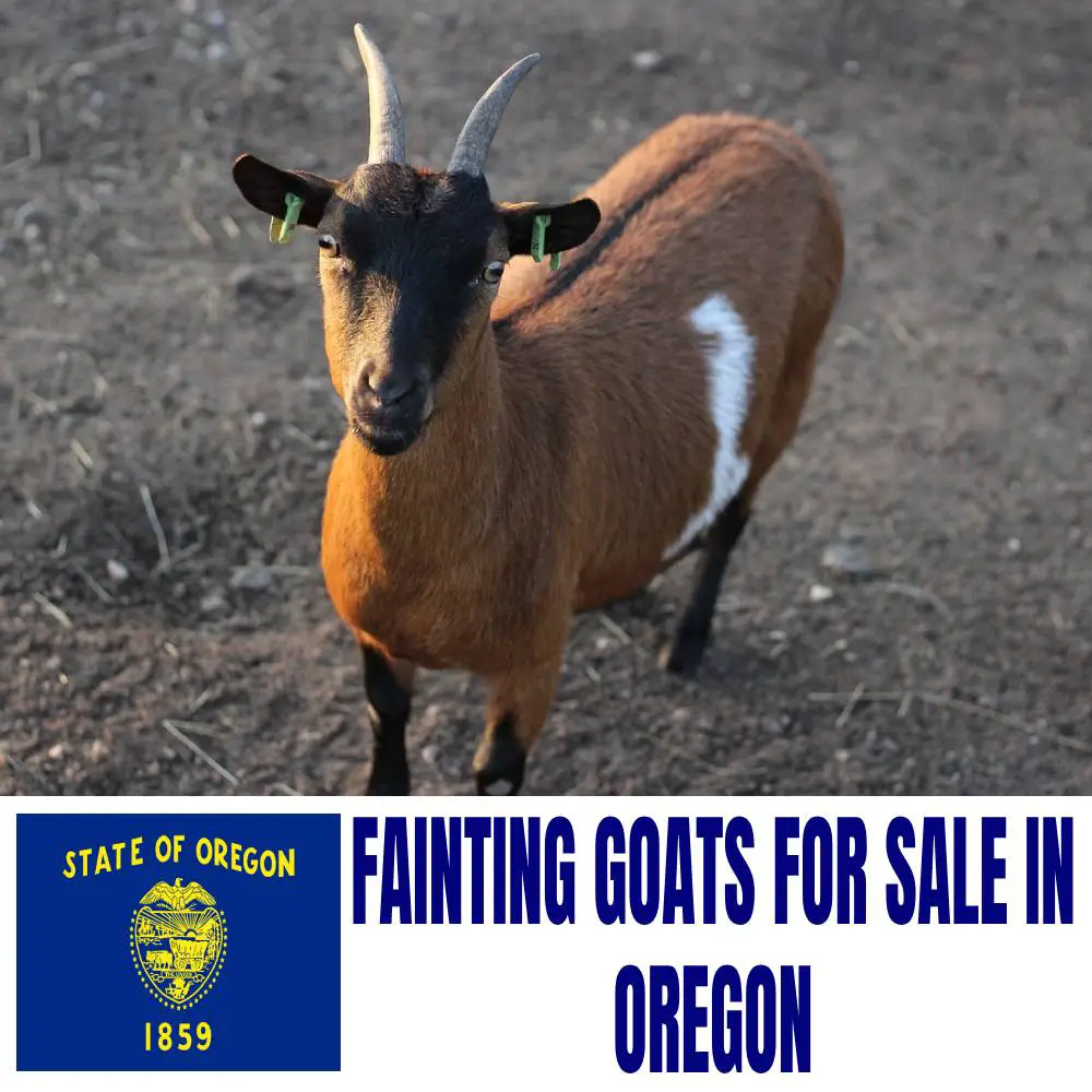 Fainting Goats for Sale in Oregon: Current Directory of Fainting Goat Breeders in Oregon