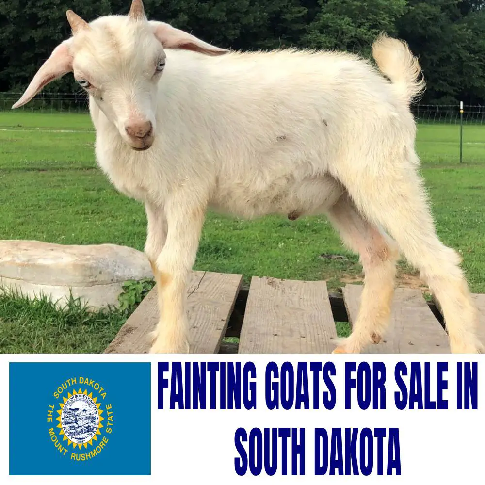 Fainting Goats for Sale in South Dakota: Current Directory of Fainting Goat Breeders in South Dakota