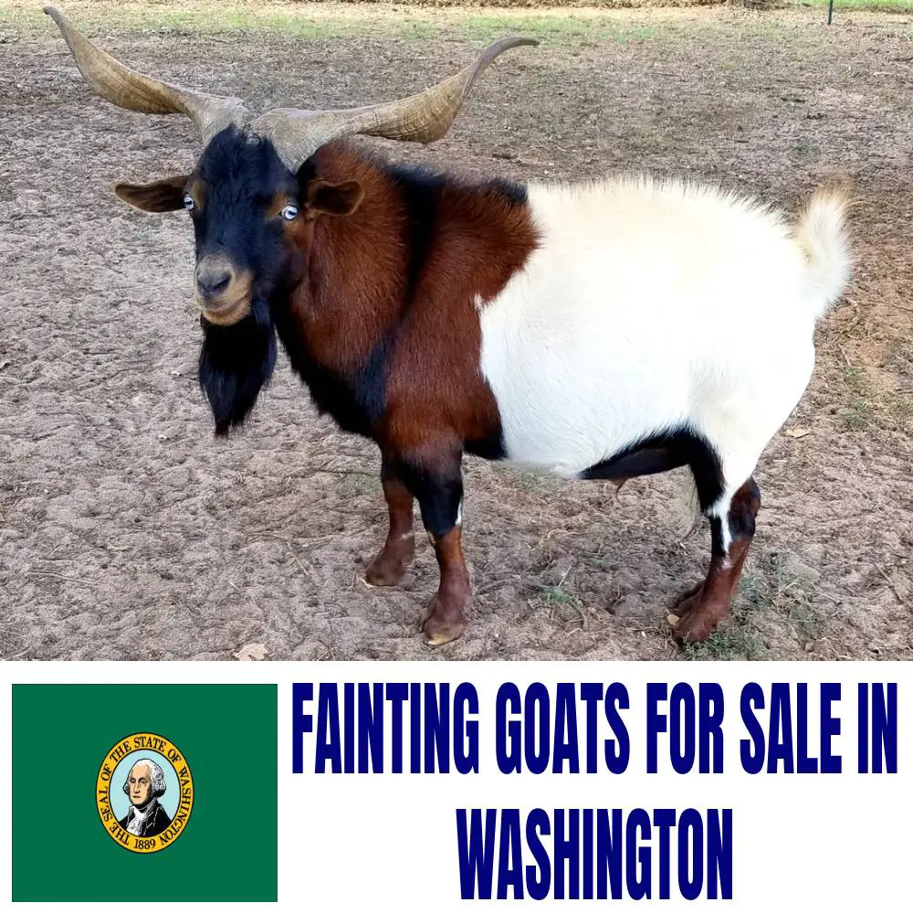 Fainting Goats for Sale in Washington: Current Directory of Fainting Goat Breeders in Washington